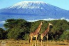 Kilimanjaro